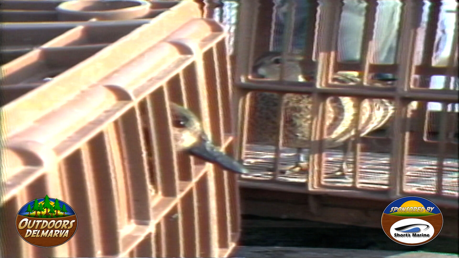 Remembering Scorchy Tawes: Duck Banding